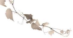 Weingarten-grau.jpg,glas.jpg,kork.jpg,weingarten.jpg,Weinfassln.jpg,index 04